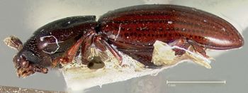 Media type: image;   Entomology 32447 Aspect: habitus lateral view